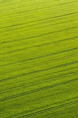 Aerial view of green crops with tractor tracks clipart