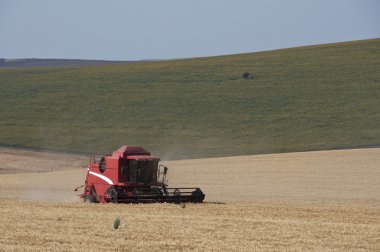 Kırmızı buğday alan hasat birleştirmek