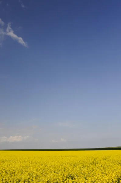 Heldere hemel over geel koolzaad (Brassica napus) veld — Stockfoto