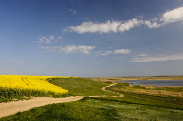 Winding road near rape field and lake with clear sky — Stock Photo, Image