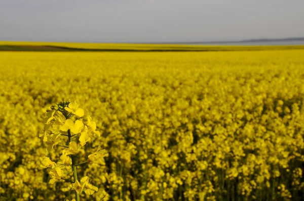 Részlet egy rapseed (brassica napus) a Repce field-a — Stock Fotó