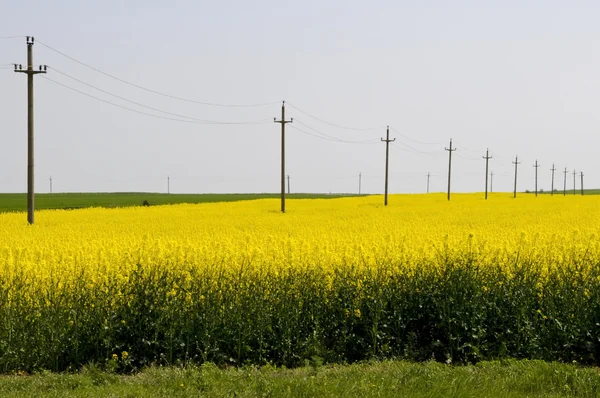Elektriciteit telefoonpalen in geel koolzaad (brassica napus) veld — Stockfoto