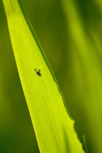 stock image Aphydae pest bugs on green maize leaf