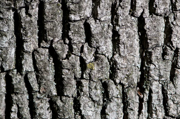 Macro détail gros plan de l'écorce d'arbre — Photo