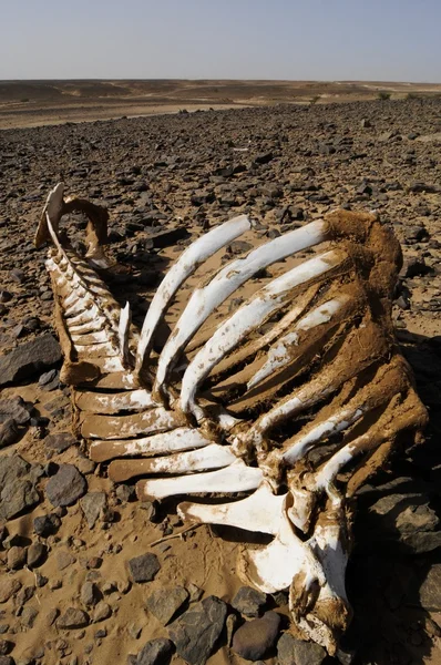 Скелет белого верблюда в скалистой пустыне — стоковое фото