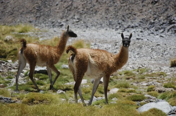 stock image Two guanacos (lama guanicoe) in andes mountains