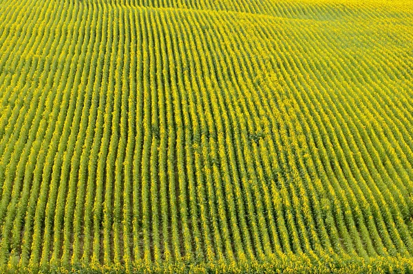 Aerial view of a blooming sunflowers field — Stock Photo, Image