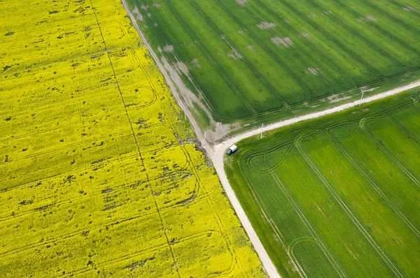 Vista aérea do campo de colza (brassica napus) e das culturas verdes afectadas — Fotografia de Stock