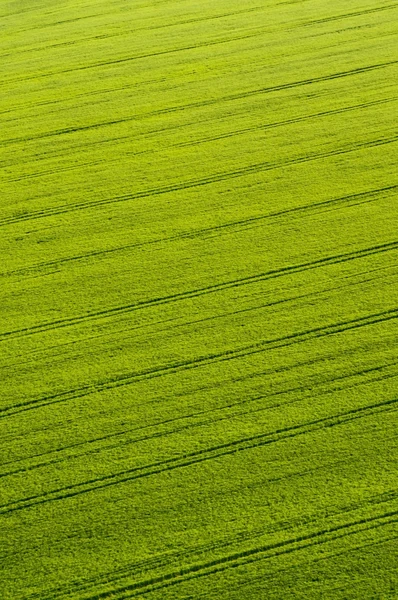 Veduta aerea delle colture verdi con tracce di trattore Immagini Stock Royalty Free