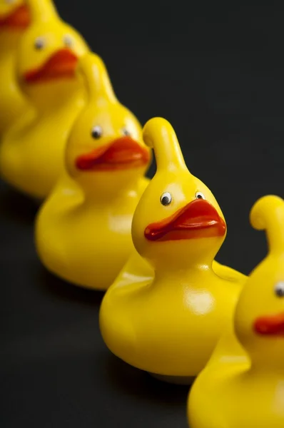 stock image Row of yellow rubber toy ducks with shallow depth of field