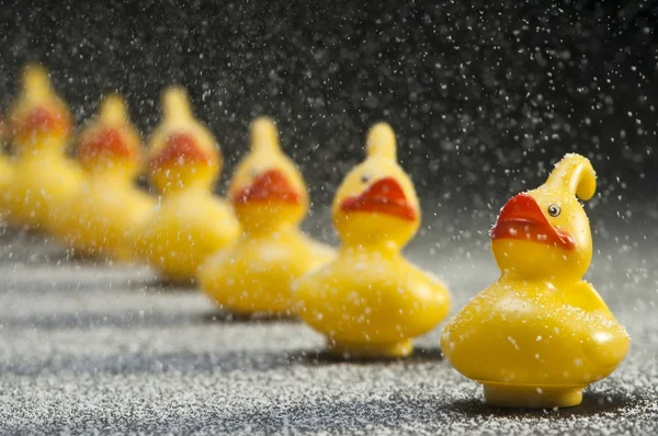 Row of yellow rubber toy ducks in snow flakes — Stock Photo, Image