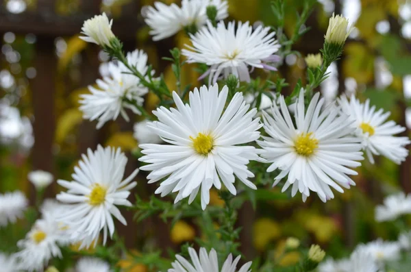Květiny keřovité Astry angliae - dumosus. — Stock fotografie