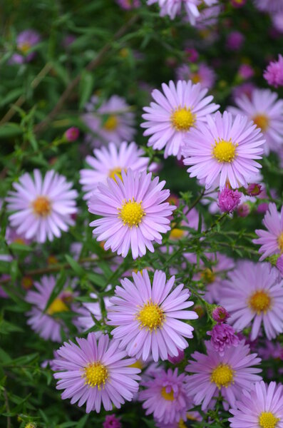 Цветы-кустарники
