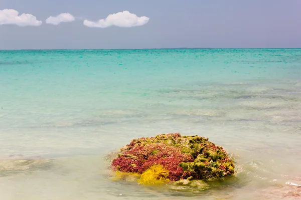 Barriera corallina che fuoriesce dal mare dei Caraibi — Foto Stock