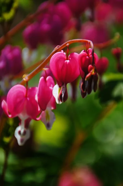 stock image Bleeding Hearts