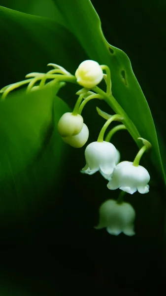 stock image Lily of the Valley