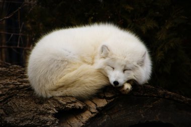 Arctic Fox clipart