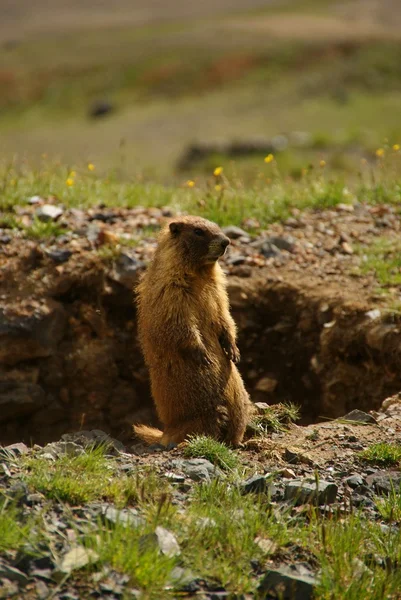 stock image The Proud Marmot