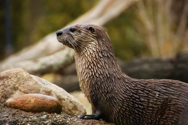 stock image The Otter