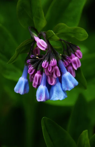 Virginia Blue Bells