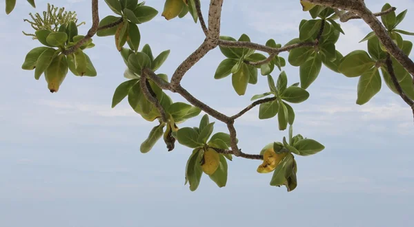 Plantas endémicas Similan Islands —  Fotos de Stock