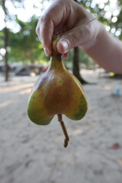 Frutta endemica Isole Similari — Foto Stock