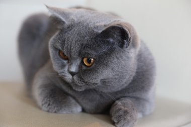 British Shorthair Cat clipart