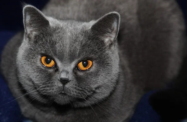 Британська короткошерста кішка — стокове фото
