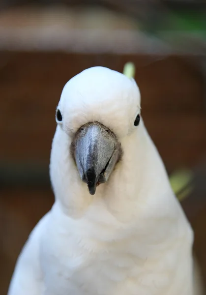 A fehér papagáj — Stock Fotó