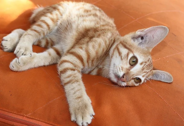 Hravé rusovláska kočička — Stock fotografie