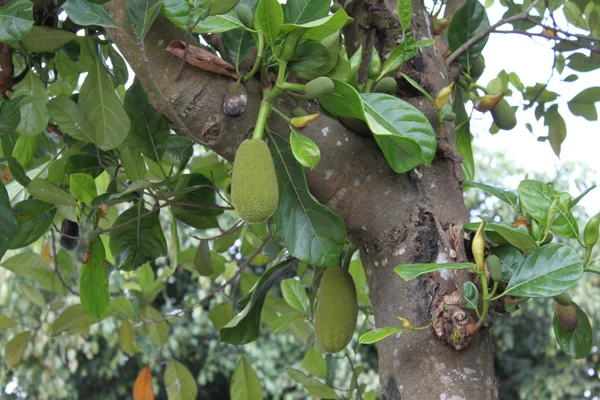 Tropischer Baum und seine Früchte — Stockfoto