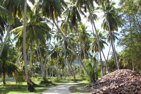 Paesaggio Seychelles — Foto stock gratuita