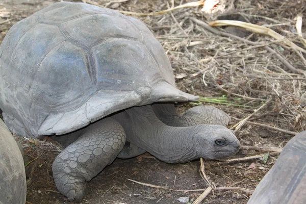 Schildpad van de Seychellen — Stockfoto