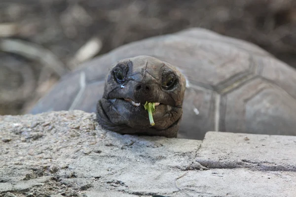 세이셸에서 거북이 — 스톡 사진