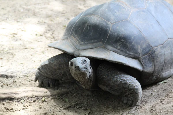 Seyşel Adaları üzerinden kaplumbağa — Stok fotoğraf