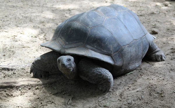 Tartaruga dalle Seychelles — Foto Stock