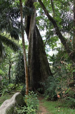 The trunk of a tropical tree clipart