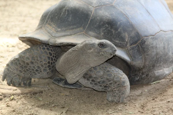 Sköldpadda från Seychellerna — Stockfoto