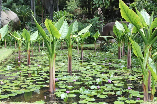 stock image Endemic flowers Seychelles