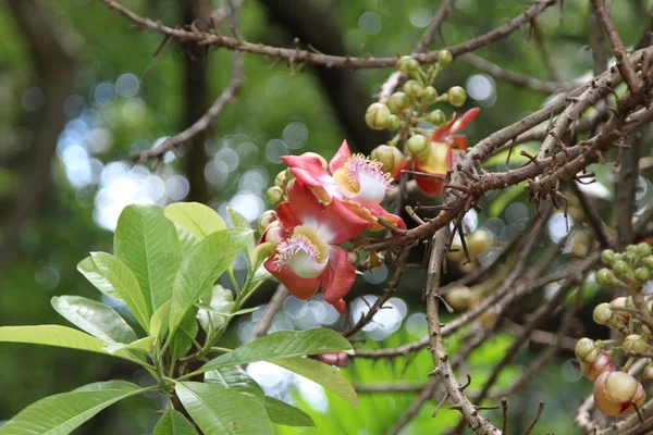 Flores endémicas Seychelles —  Fotos de Stock
