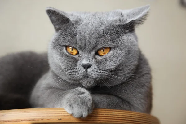 고양이의 모나리자 — 스톡 사진