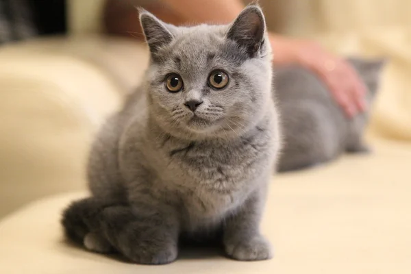 British Shorthair kitten blue color — Stock Photo, Image