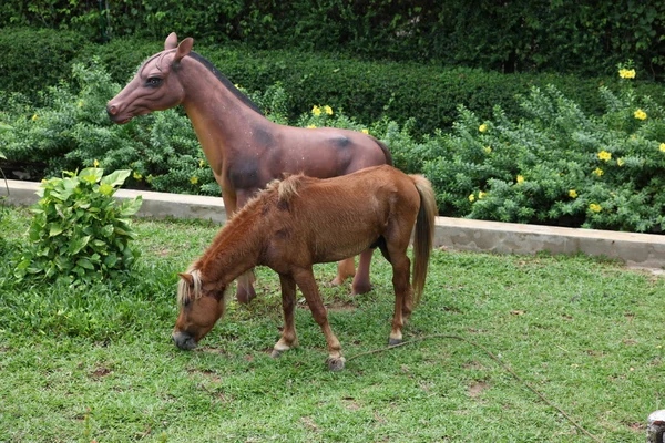 stock image Horses