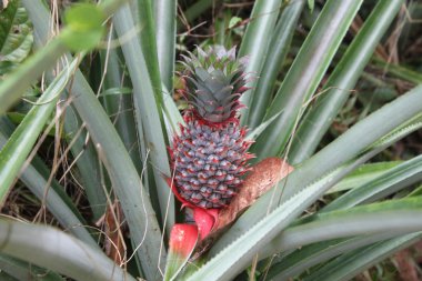 büyüyen çimen, koh samui, Tayland gibi sıradan ananas