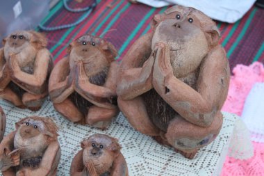 maymun Hindistan cevizi, koh samui, Tayland, Güneydoğu Asya