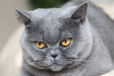 British Shorthair clipart