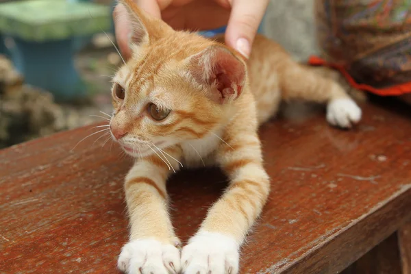 Hravé kotě orientální plemeno. ostrov koh samui, Thajsko — Stock fotografie