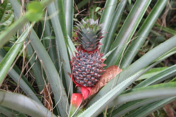 Ordinary pineapple growing like grass, Koh Samui, Thailand — Stock Photo, Image
