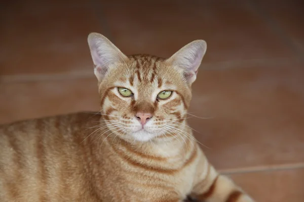 Gato. Raças Red Cat Oriental — Fotografia de Stock