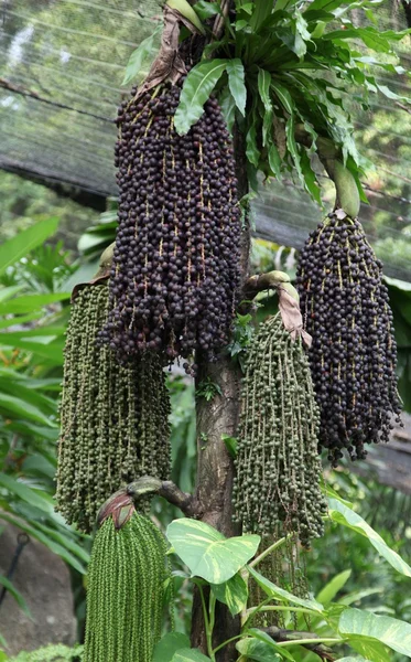I frutti di un albero tropicale — Foto Stock